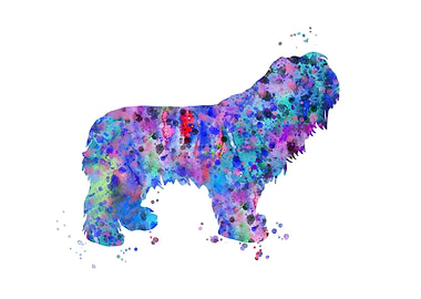 Polish Lowland Sheepdog