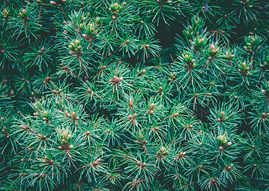 Pine Tree Needles