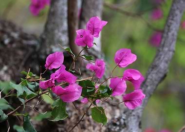 Bougainvillea 3842