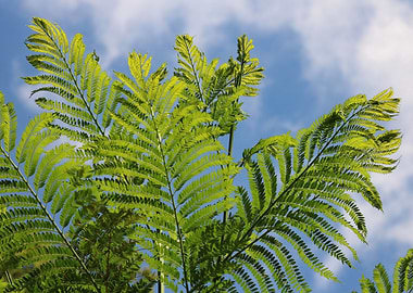 Fern in Africa 3896