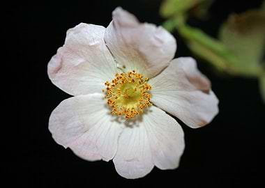 Rosa flower blossom macro