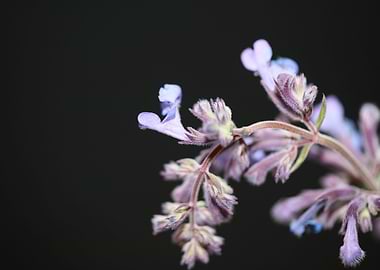 Nepeta flower blossoming