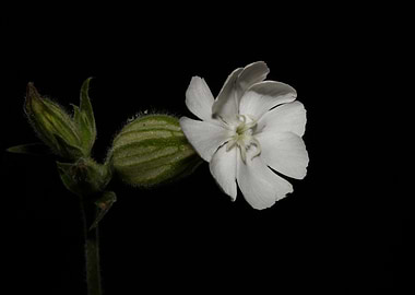 Silene flower blossoming