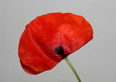 Red wild papaver flowering