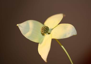 Cornus kousa flower macro