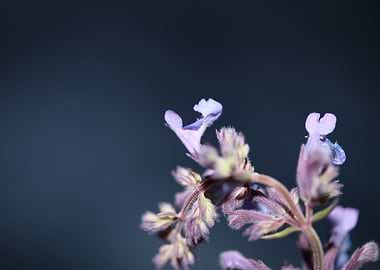 Nepeta flower blossoming
