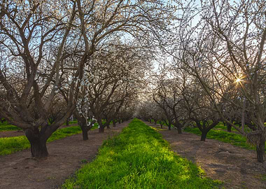 Almond Field Morning