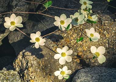 Dogwoods