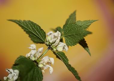 Lamium flowering close up