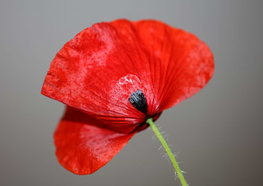 Papaver flowering close up