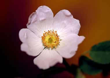 Rosa flower blossom macro