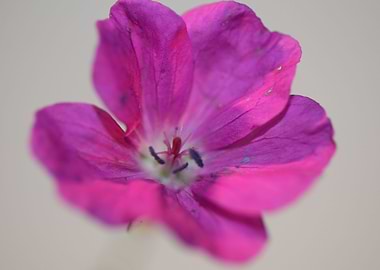 Geranium blossoms close up