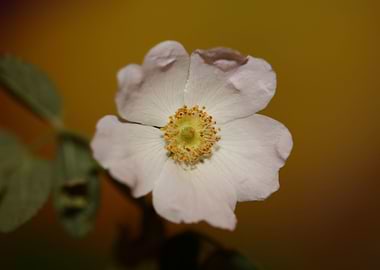 Rosa flower blossom macro