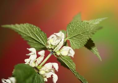Lamium flowers background