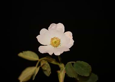White rosa flower blossoms