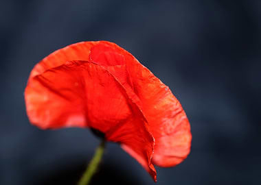 Red wild papaver flowering