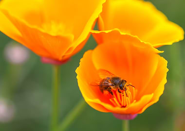 Bee and Poppies