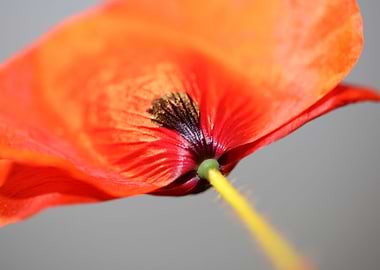 Papaver flowering close up