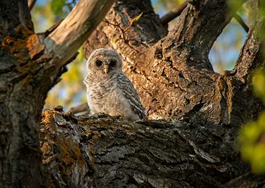 Baby Barred Owl