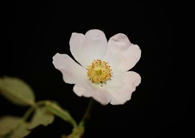White rosa flower blossoms