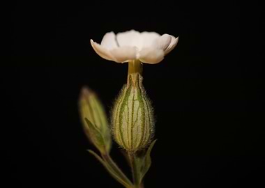 Silene flower blossoming