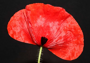Papaver flower blossoming
