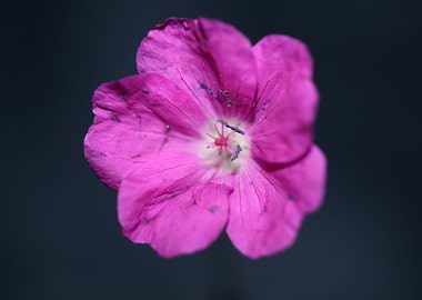Geranium blossoms close up