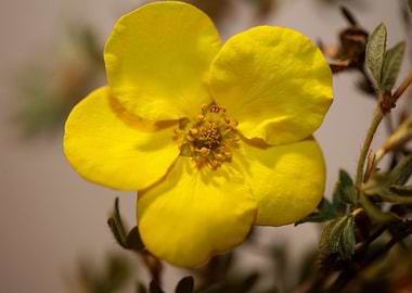 Dasiphora fruticosa flower