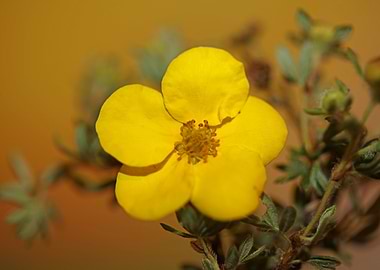 Yellow wild flower blossom