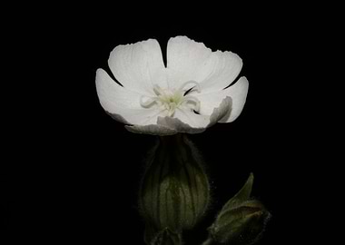 Silene latifolia flowering