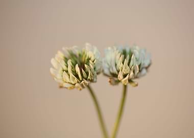 Trifolium flower close up
