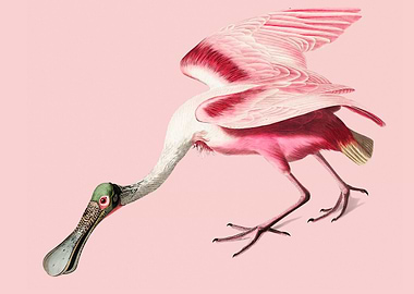 Pink Roseate Spoonbill