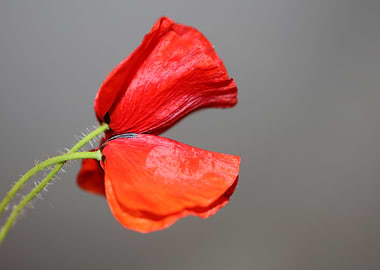 Red wild papaver flowering