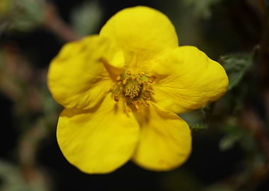 Dasiphora fruticosa flower