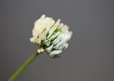 Trifolium flower close up