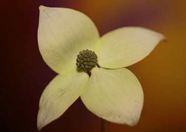 Cornus flower blossoming