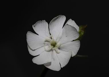 Silene flowering close up