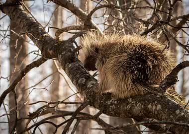 Porcupine on Tree Branch