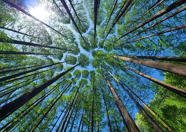 Trees in the Forest Nature