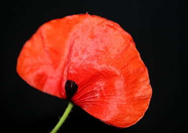 Red wild papaver flowering