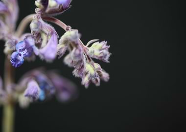 Nepeta grandiflora flower