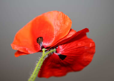 Red wild papaver flowering