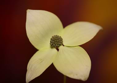 Cornus kousa flower macro