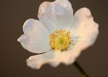 Rosa flower blossom macro