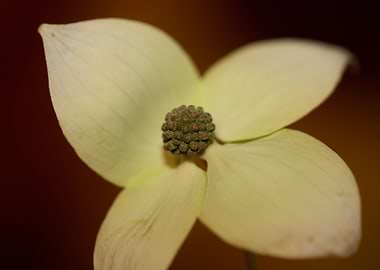 Cornus flower blossoming