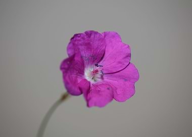Geranium sanguineum flower