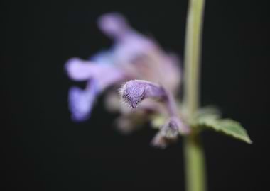 Nepeta grandiflora flower