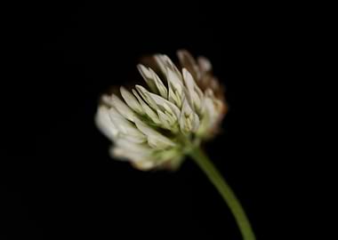 Trifolium nigrescens macro