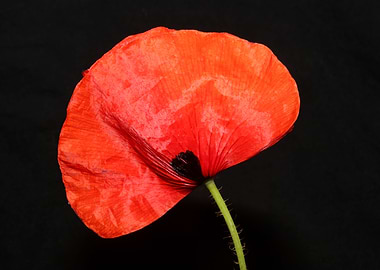Papaver flower blossoming
