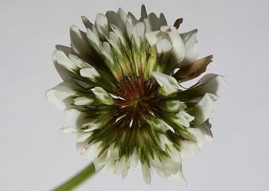 Trifolium nigrescens macro